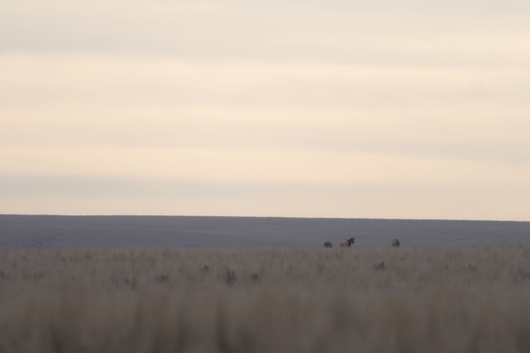 BLM releases 11 horses back into the wild